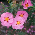 Ciste au jardin : deux mois de fleurs sans engrais, mais un piège Close-up of vibrant pink flowers with green foliage, perfect for garden lovers.