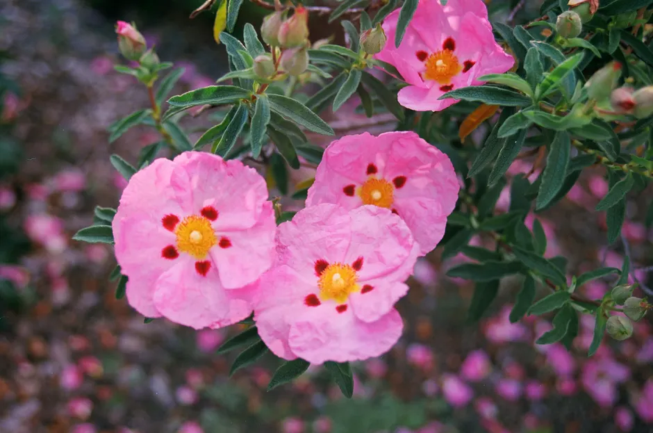 Close-up of vibrant pink flowers with green foliage, perfect for garden lovers.
