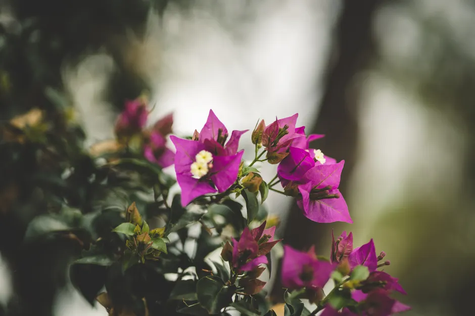 Close-up of vibrant purple bougainvillea flowers with lush green leaves outdoors.