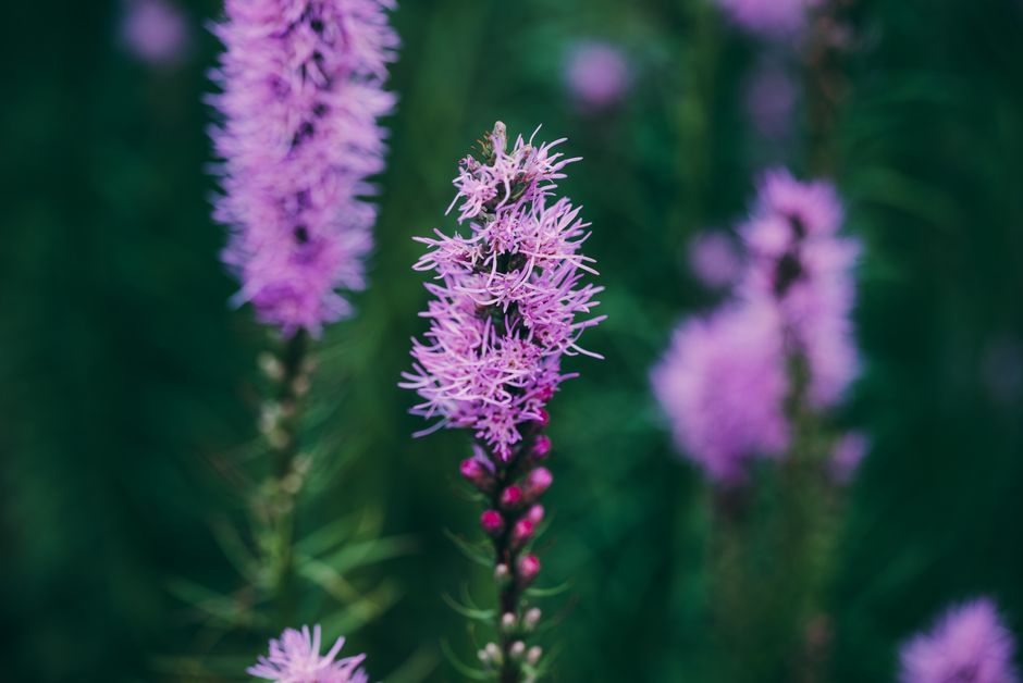 Close-up of vibrant purple Liatris spicata flowers in bloom against a lush green background.