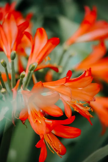 Close-up of vibrant red Clivia flowers blossoming in a lush Moroccan garden setting.