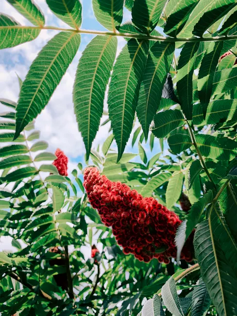 Close-up of vibrant red staghorn sumac cluster amidst green leaves in a Berlin garden.