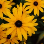 Rudbeckia fulgida : 135 jours de froid au semis, floraison de juillet à octobre Close-up of vibrant yellow Black-Eyed Susan flowers with dark centers in full bloom.