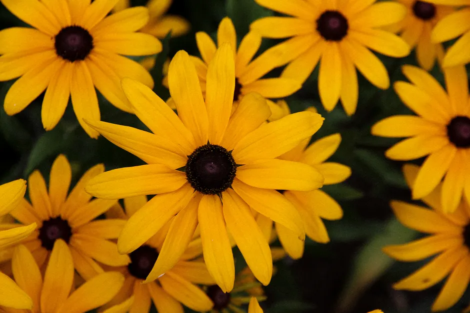 Close-up of vibrant yellow Black-Eyed Susan flowers with dark centers in full bloom.