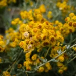 Immortelle d'Italie : 30 à 60 cm, des fleurs de juin à août, et les racines au sec Close-up of vibrant yellow Helichrysum flowers growing outdoors in summer.