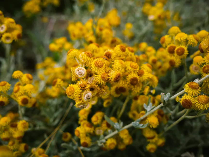 Close-up of vibrant yellow Helichrysum flowers growing outdoors in summer.