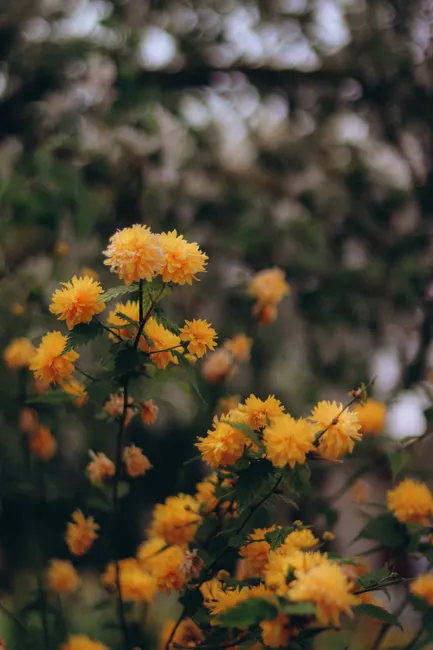 Close-up of vibrant yellow Kerria japonica flowers blooming outdoors in a lush spring garden.