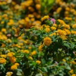 Lantana camara : planter en mai, fleurir jusqu'en novembre, mais pas à croquer Close-up of vibrant yellow lantana flowers in full bloom, showcasing natural beauty.