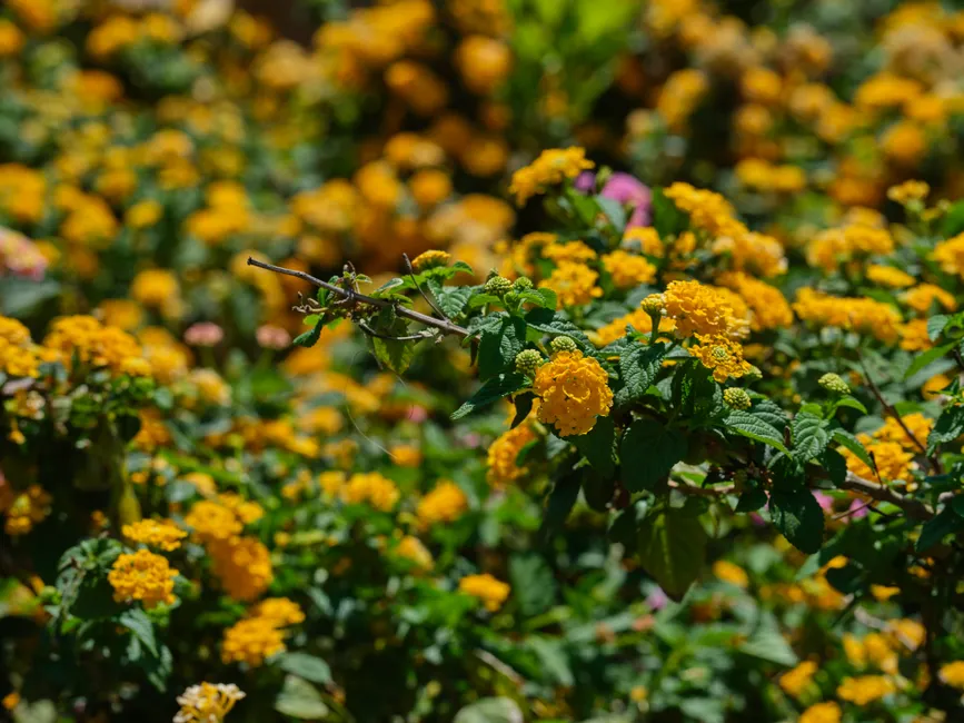 Close-up of vibrant yellow lantana flowers in full bloom, showcasing natural beauty.