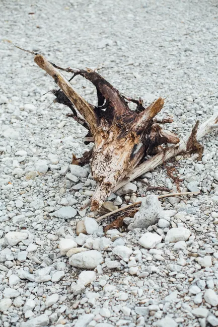 Close-up of weathered tree roots on a gravel surface showcasing texture and natural decay.