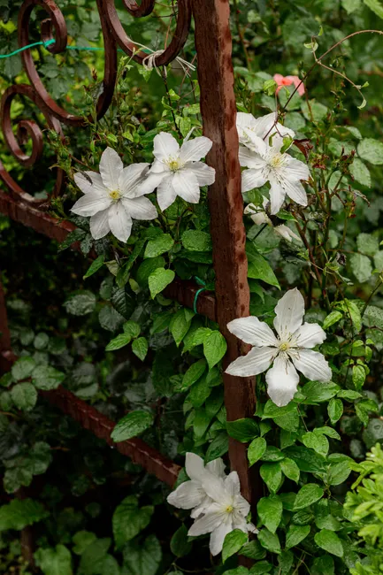 Close-up of white clematis flowers climbing a rustic wrought iron trellis.