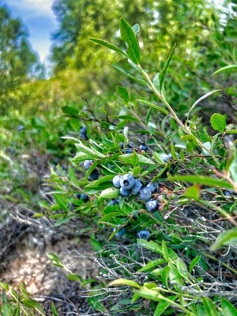 Close-up of wild blueberries on bushes in Greater Sudbury, Ontario, showcasing summer growth.