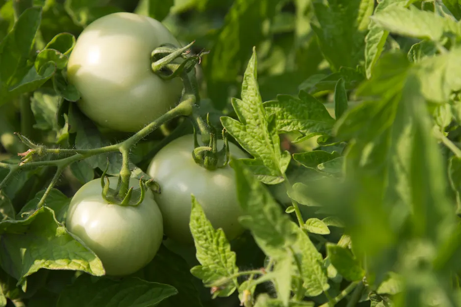 Close-up shot of green tomatoes growing on a vine surrounded by lush leaves, captured in daylight.