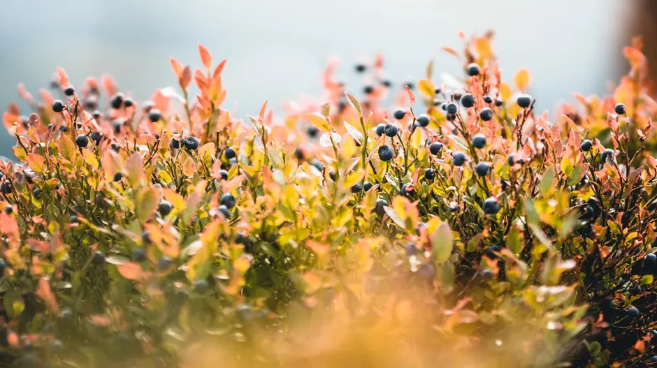Close-up shot of lush blueberry bushes with ripe berries in a vibrant natural setting.