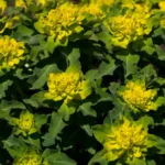 Euphorbe petit-cyprès : 20 à 50 cm de jaune, latex à surveiller Close-up shot of vibrant yellow and green Euphorbia flowers in full bloom outdoors, capturing nature's beauty.