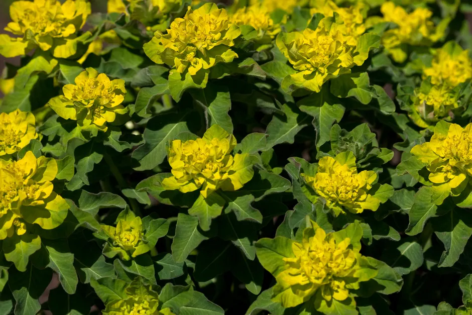 Close-up shot of vibrant yellow and green Euphorbia flowers in full bloom outdoors, capturing nature's beauty.