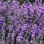 Lavande vraie au jardin: sol sec, épis de juin et parfum sans confusion Closeup of bright purple field of delicate aromatic lavender flowering plant growing on sunny day