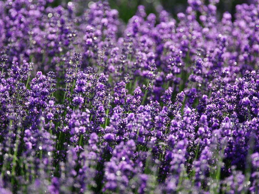 Closeup of bright purple field of delicate aromatic lavender flowering plant growing on sunny day