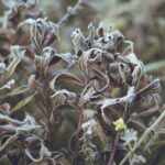 Laurier-rose gelé : 7 gestes au printemps, sans sécateur fou Closeup of frosted twisted leaves on shrubs in a winter setting, showcasing nature's intricate beauty.