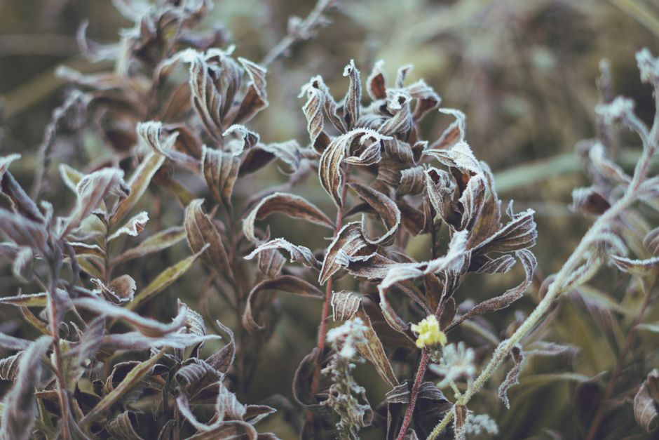 Closeup of frosted twisted leaves on shrubs in a winter setting, showcasing nature's intricate beauty.