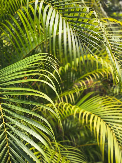 Closeup of vibrant green palm leaves showcasing tropical lush foliage.