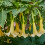 Trompette des anges : 25 cm de fleurs, la prudence au sécateur Cluster of yellow Brugmansia flowers hanging from a green plant in a sunny Alicante garden.