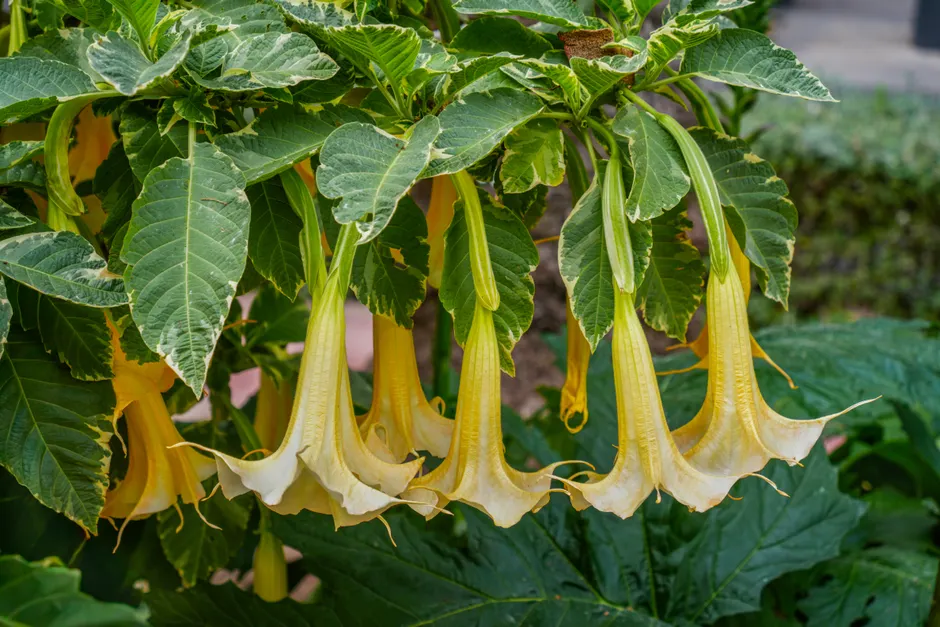 Cluster of yellow Brugmansia flowers hanging from a green plant in a sunny Alicante garden.