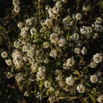 Gazon d’Espagne : plantez de mars à avril, fleurissez jusqu’en juillet sans noyer les racines Clusters of fragrant white alyssum flowers blooming in a sunlit outdoor setting.