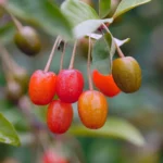 Éléagnus en haie : 80 cm, taille en juin et piège des panachés Colorful Elaeagnus berries hanging on a branch with green leaves, showcasing nature's vibrant beauty.