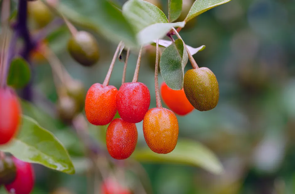 Colorful Elaeagnus berries hanging on a branch with green leaves, showcasing nature's vibrant beauty.