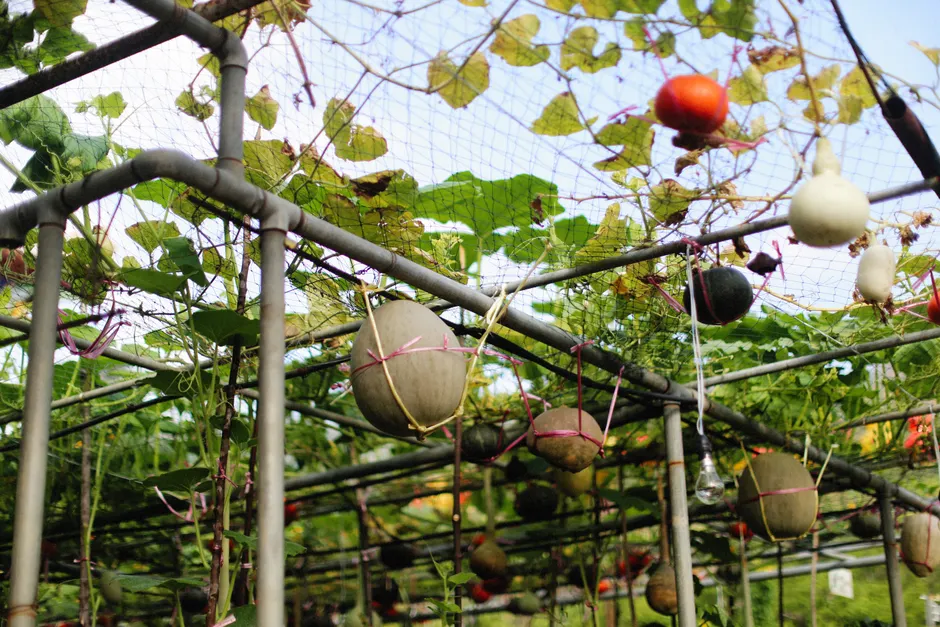 Colorful pumpkins and squash hanging on a trellis in an autumn farm setting.