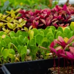 Semis de février 2026 : 7 légumes, sans précipitation Colorful seedlings in trays showcasing diverse organic growth in a greenhouse setting.