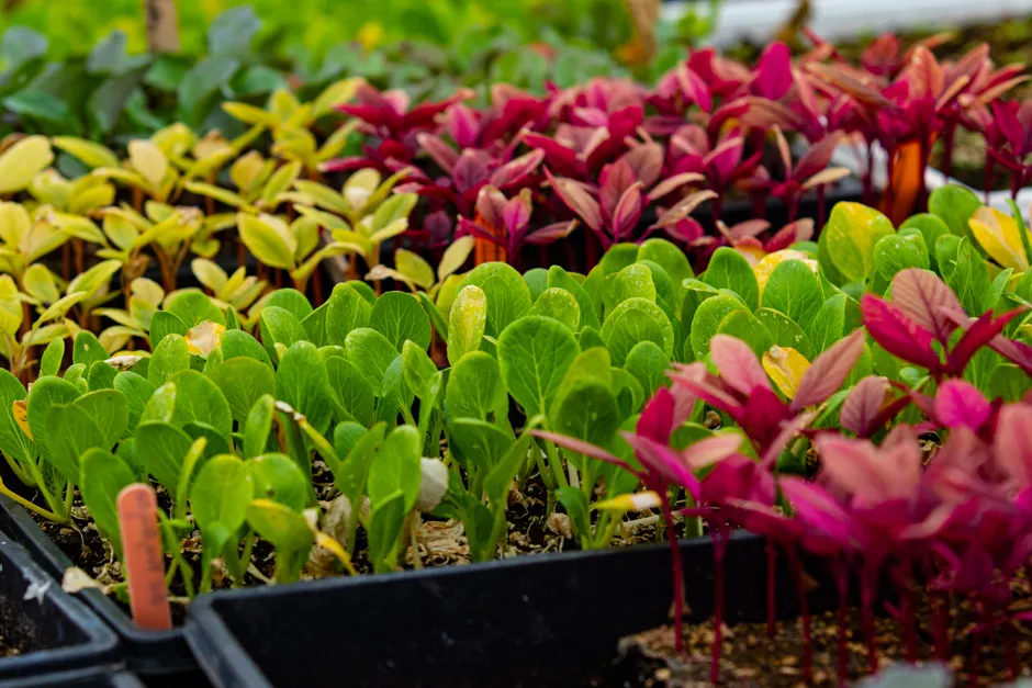 Colorful seedlings in trays showcasing diverse organic growth in a greenhouse setting.