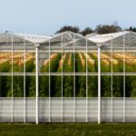 Culture sous serre en 2026 : récolter sans cuire les tomates Contemporary greenhouse in South Holland, Netherlands, showcasing rows of vibrant tomato plants.