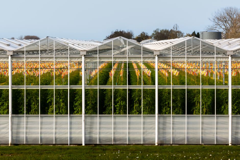 Contemporary greenhouse in South Holland, Netherlands, showcasing rows of vibrant tomato plants.