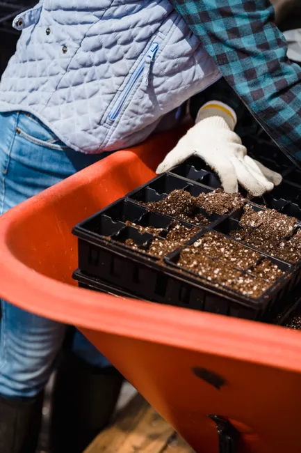 Crop anonymous farmer in protective gloves standing near cart with container of soil with planted seeds during work in garden
