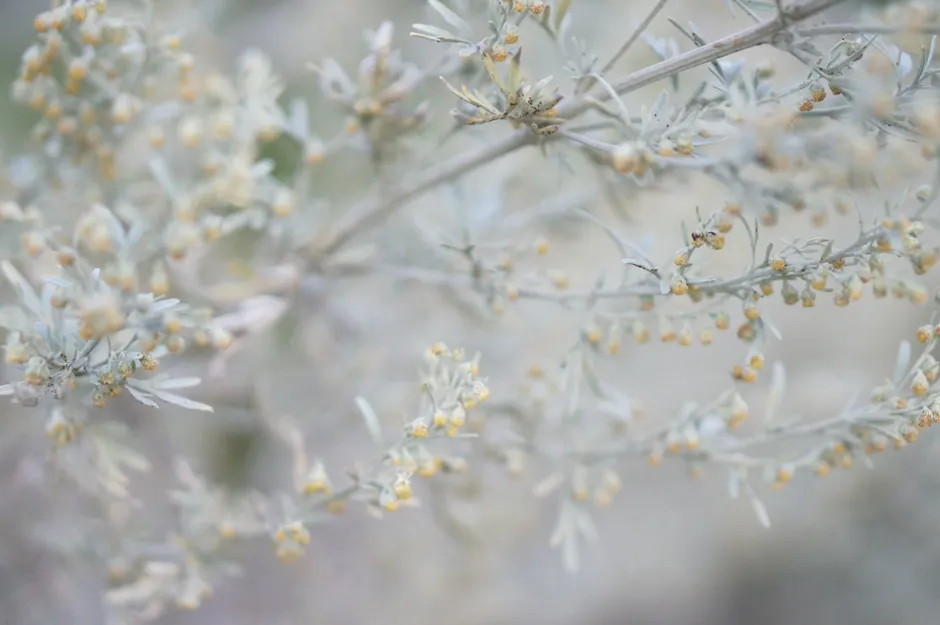 Delicate close-up of blooming common wormwood branches with tiny buds.
