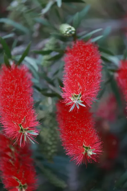 Detailed close-up image of bright red bottlebrush flowers with lush green leaves.