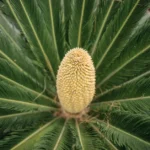 Detailed close-up of a Cycas plant's cone surrounded by lush green leaves.