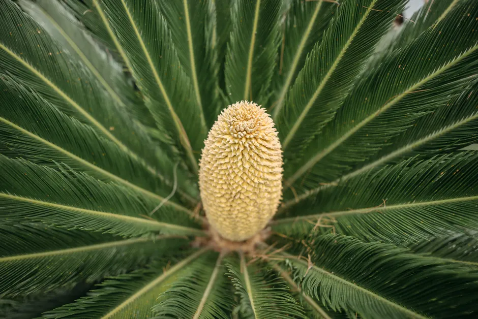 Detailed close-up of a Cycas plant's cone surrounded by lush green leaves.