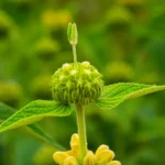 Phlomis russeliana : fleurs jaunes, sol drainé et taille légère Detailed close-up of a vibrant Turkish sage plant in full bloom outdoors.
