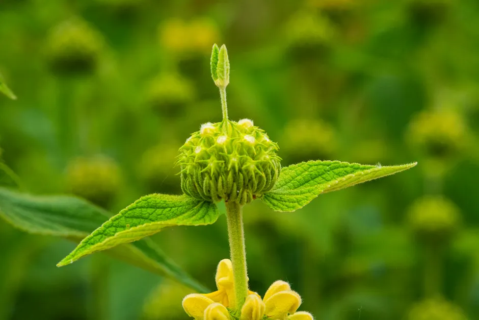 Detailed close-up of a vibrant Turkish sage plant in full bloom outdoors.
