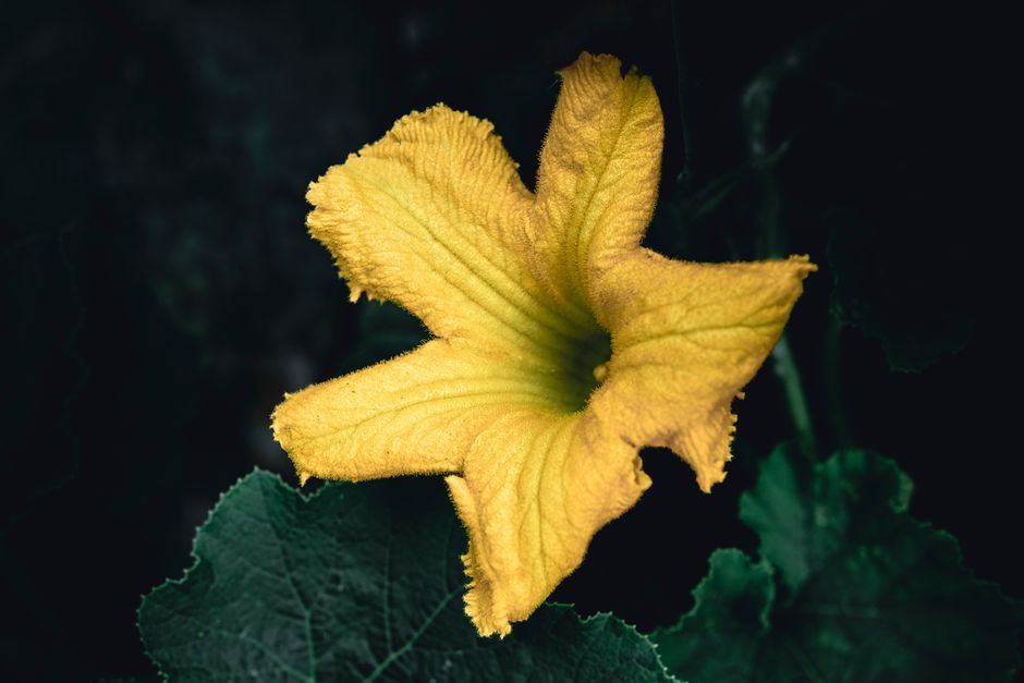 Detailed close-up of a vibrant yellow squash blossom with green leaves.