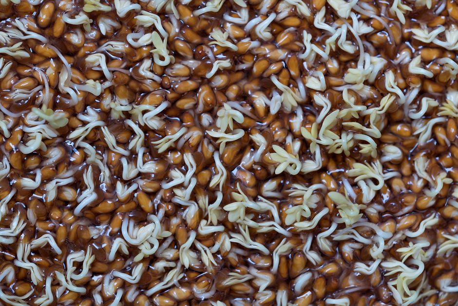 Detailed close-up of brown seeds sprouting with roots emerging in a moist environment.