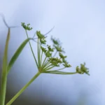Detailed close-up of fennel flower with soft blue sky background, emphasizing growth and nature.