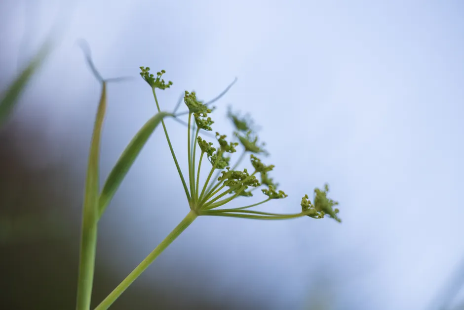 Detailed close-up of fennel flower with soft blue sky background, emphasizing growth and nature.
