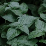 Mélisse officinale : semis d'avril à juin, récolte avant floraison, sans la laisser filer Detailed close-up of green lemon balm leaves, showcasing lush foliage in Paris, France.
