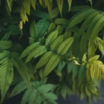 Sorbaria sorbifolia : floraison d'été, rejets en série Detailed close-up of green Sorbaria sorbifolia leaves showcasing plant textures.