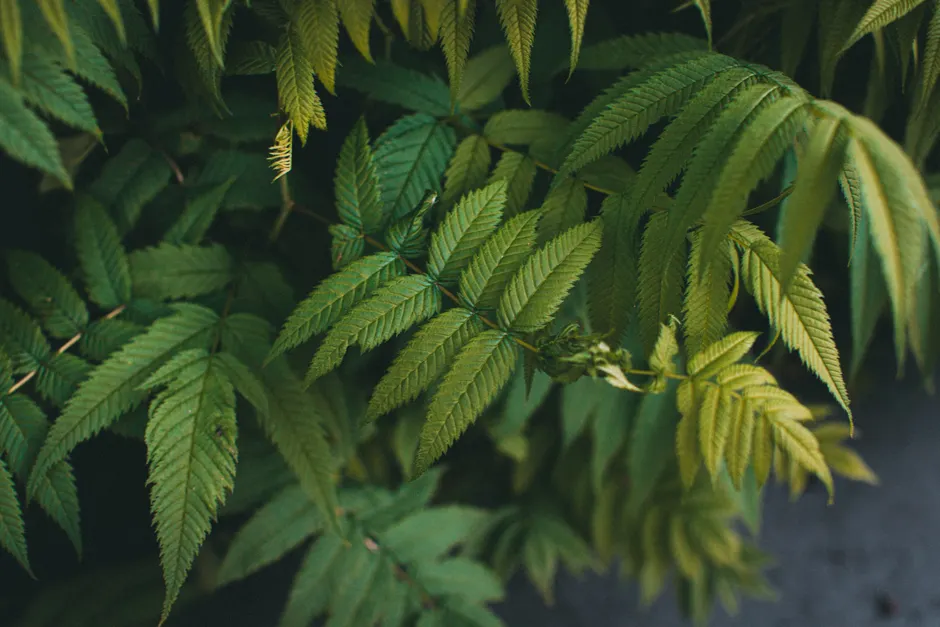 Detailed close-up of green Sorbaria sorbifolia leaves showcasing plant textures.