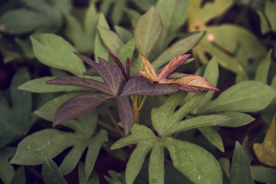 Detailed close-up of sweet potato leaves with unique colors in a garden in Yogyakarta, Indonesia.